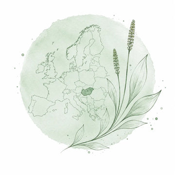 Minimalist botanical illustration of Europe highlighting Hungary, combined with stylized Plantago lanceolata artwork, representing Hungarian-developed natural skincare products available across Europe.