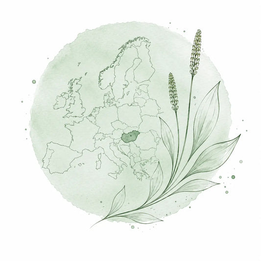 Minimalist botanical illustration of Europe highlighting Hungary, combined with stylized Plantago lanceolata artwork, representing Hungarian-developed natural skincare products available across Europe.