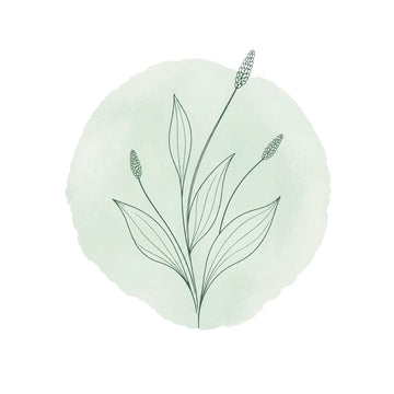 Stilizált lándzsás útifű (Plantago lanceolata) illusztráció, a Neoplant természetes növényi bőrápolásának szimbóluma.