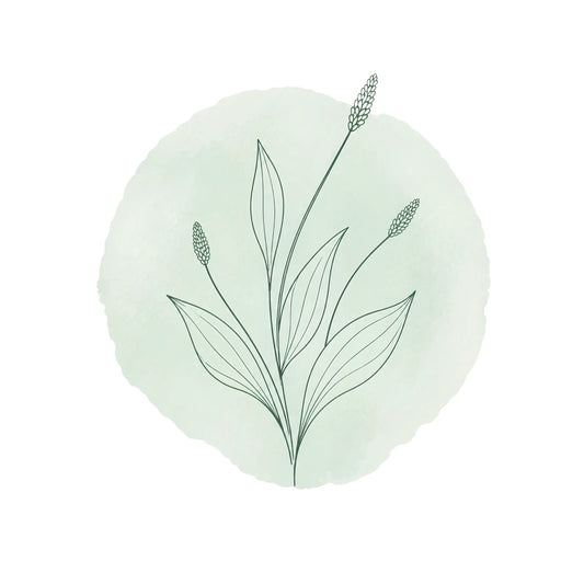 Stilizált lándzsás útifű (Plantago lanceolata) illusztráció, a Neoplant természetes növényi bőrápolásának szimbóluma.